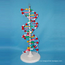 Investigación Médica de Alta Calidad ADN Ampliado Modelo de Suministro Escolar